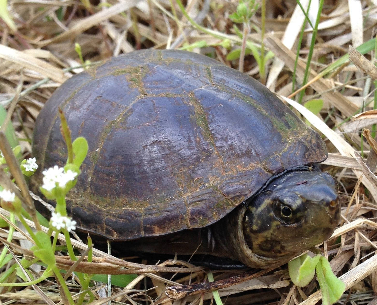 Mud Turtle With A Mossy Carapace Background