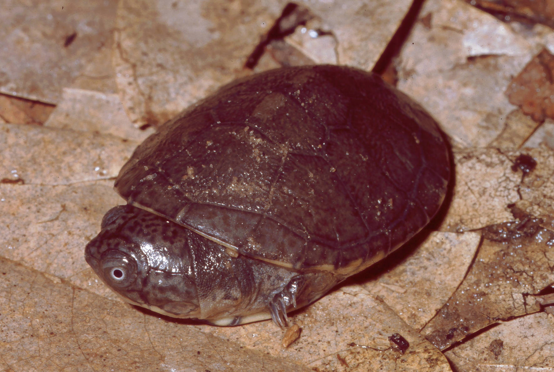 Mud Turtle With A Round Shell Background