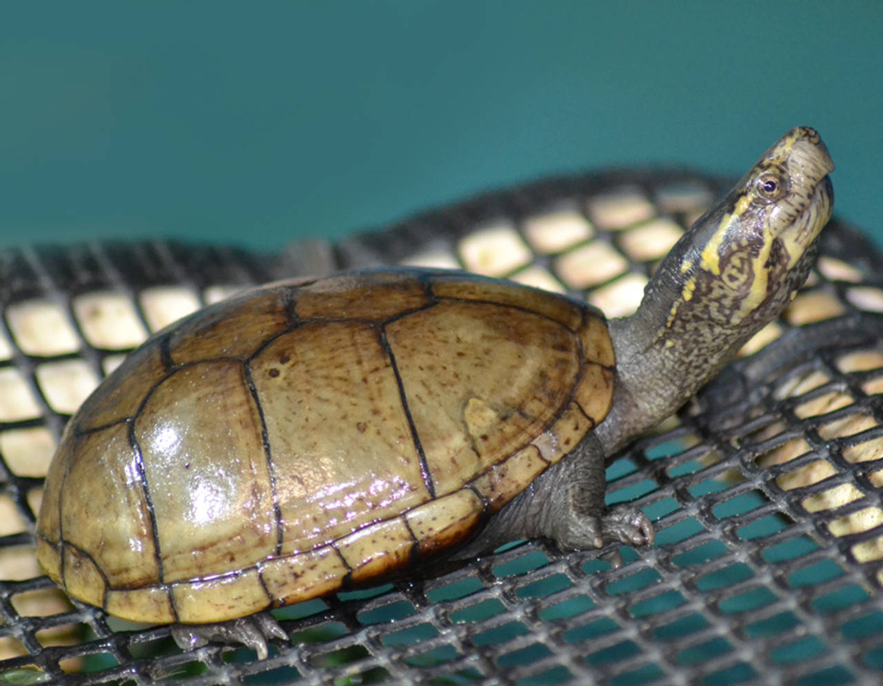 Mud Turtle With A Smooth Shell Background