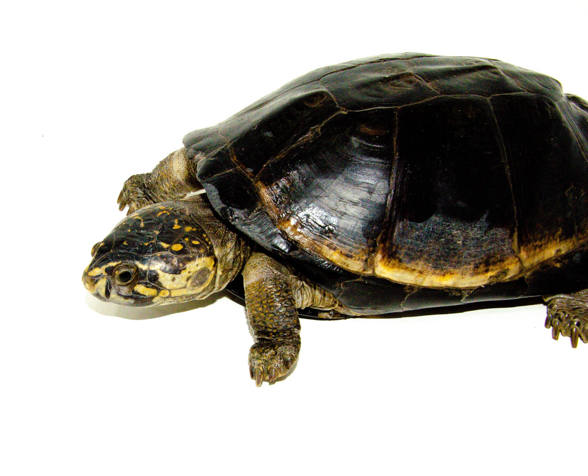 Mud Turtle With A Two-tone Shell Background