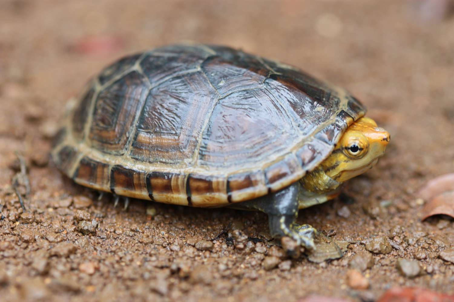 Mud Turtle With A Yellow Head Background