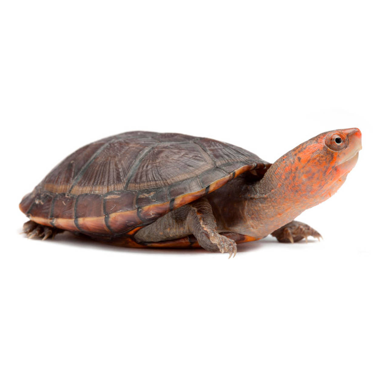 Mud Turtle With An Orange Head Background