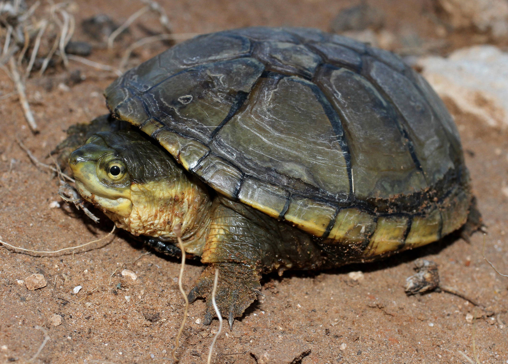 Mud Turtle With Beady Eyes Background