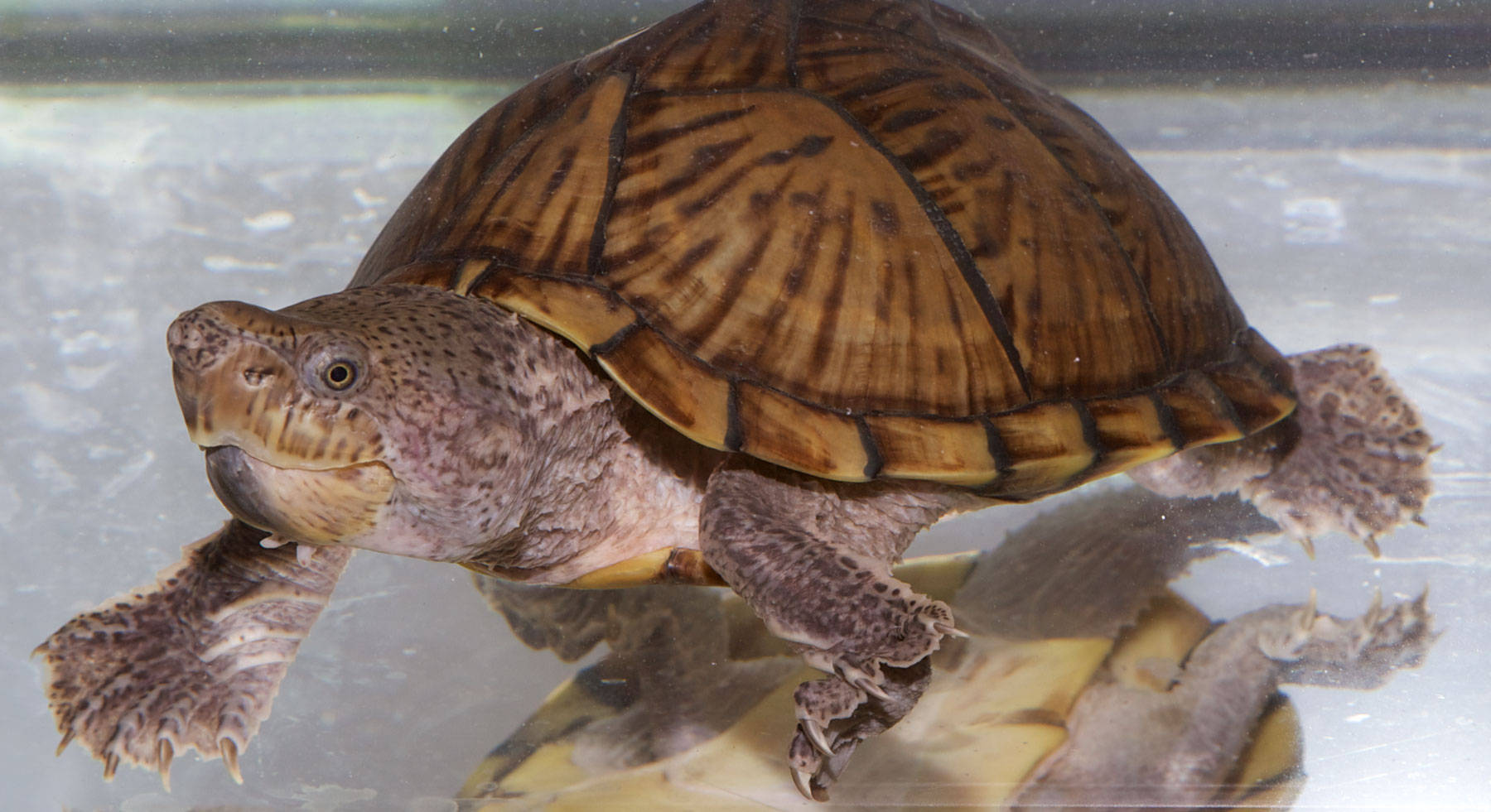 Mud Turtle With Brown Shell Pattern Background