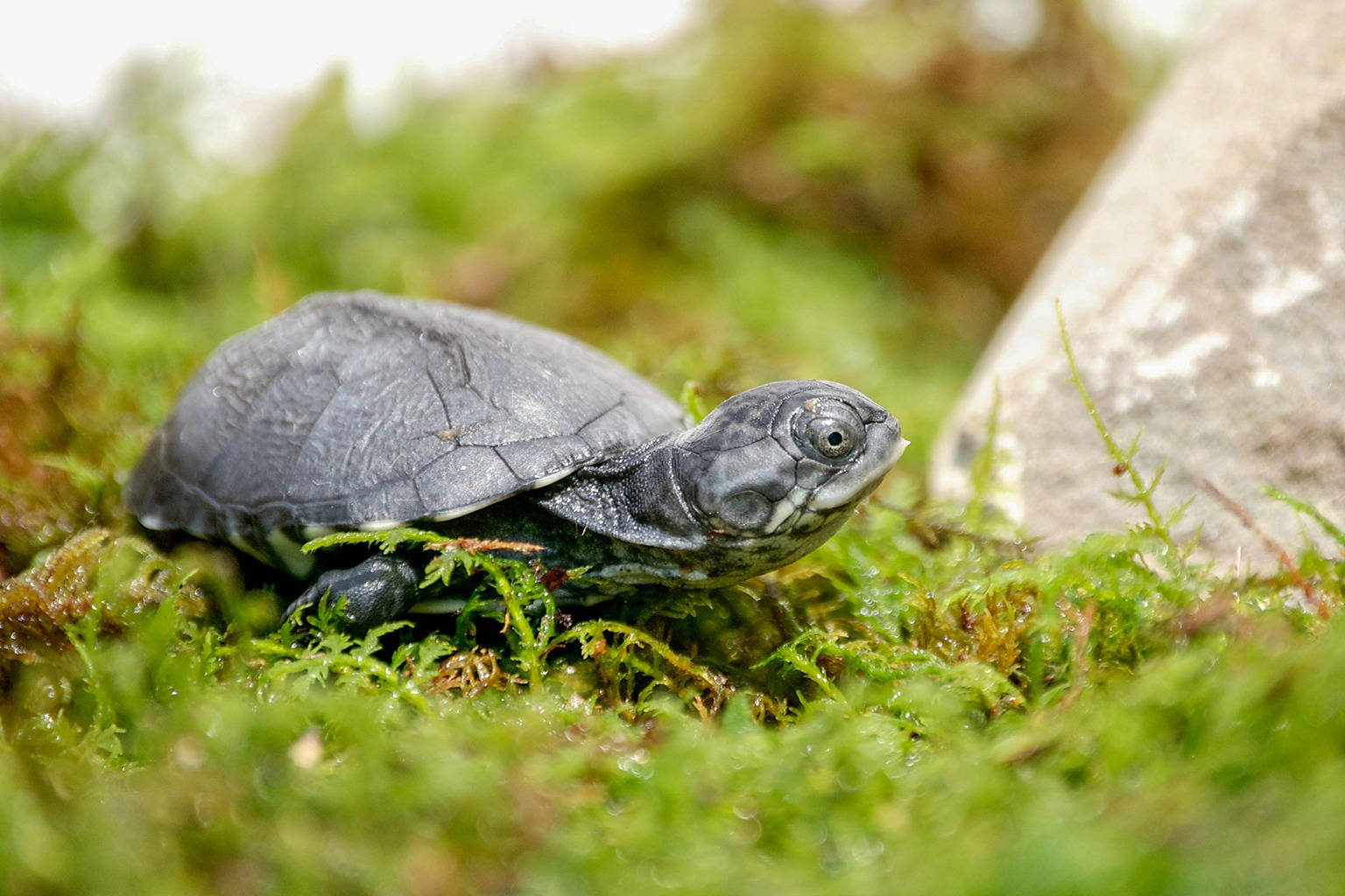 Mud Turtle With Dark Grey Skin Background