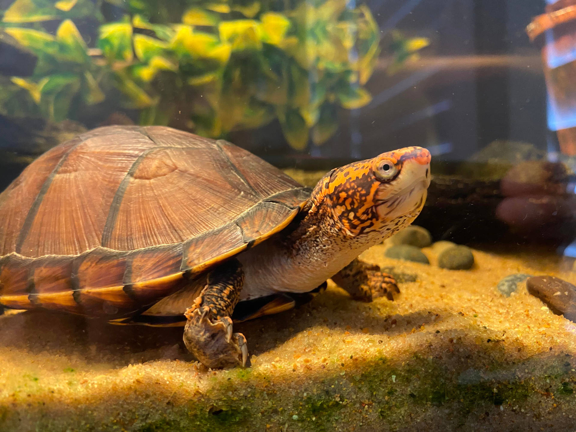 Mud Turtle With Orange Head Patterns Background