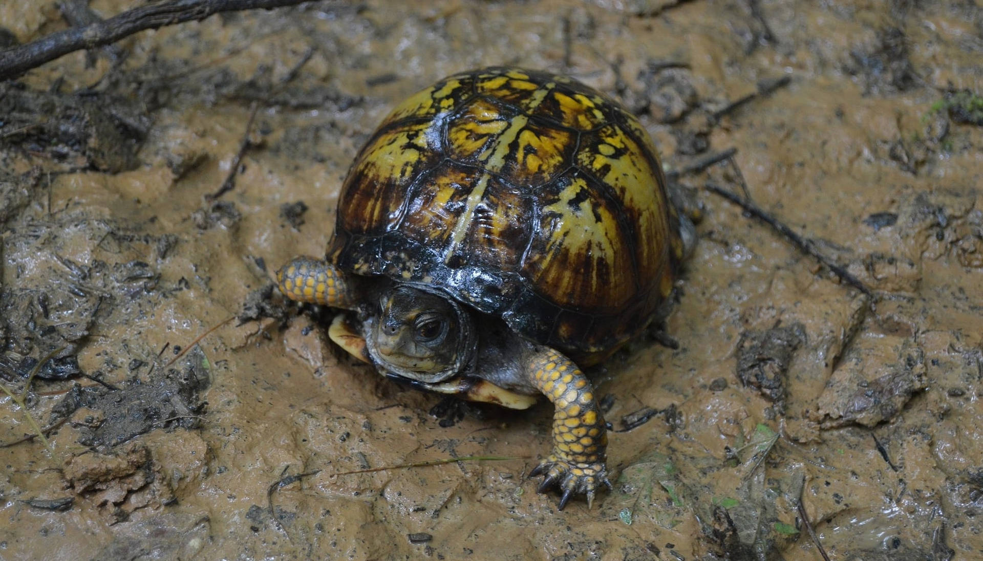 Mud Turtle With Patterned Shell Background