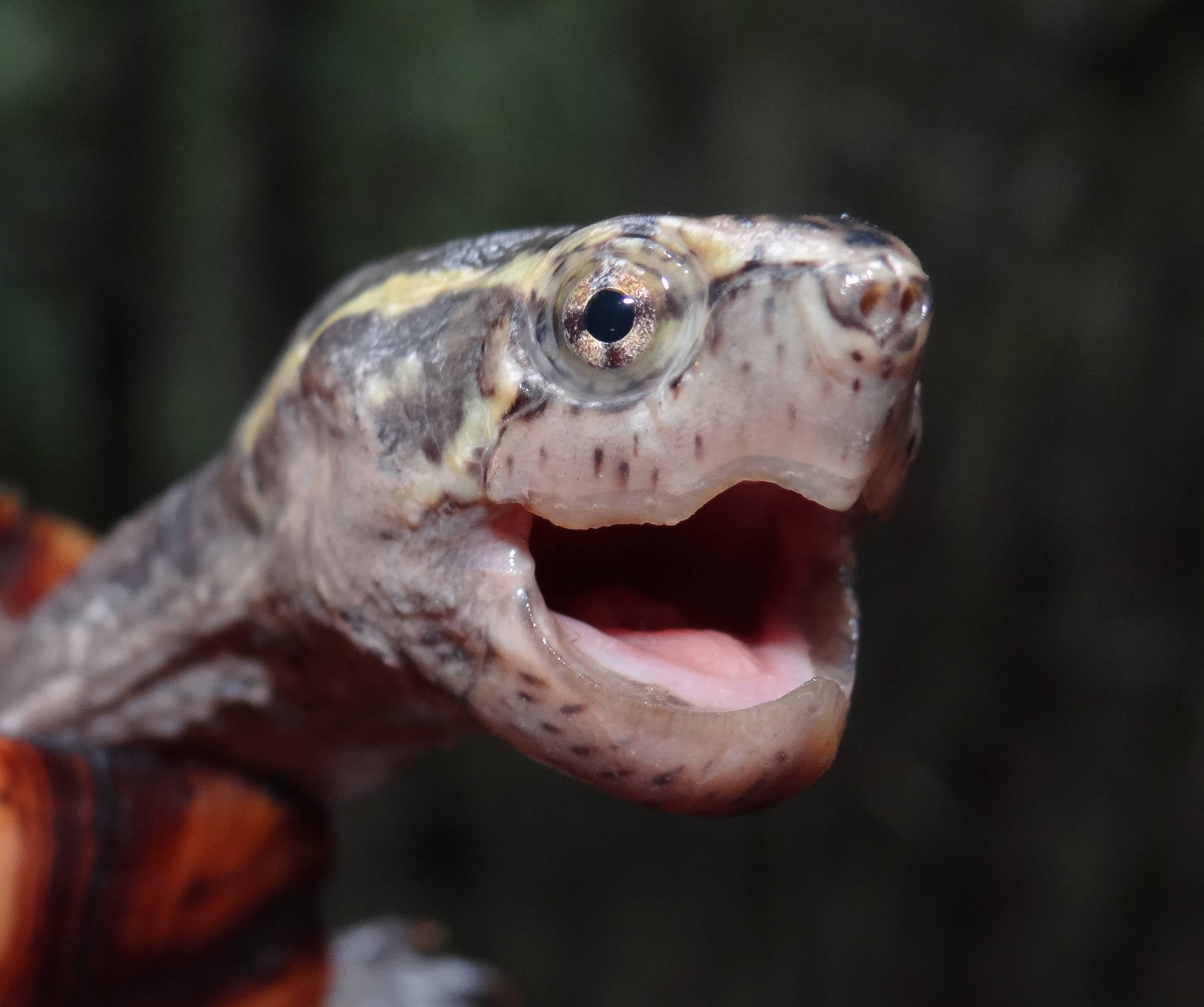 Mud Turtle With Sharp Beaks Background