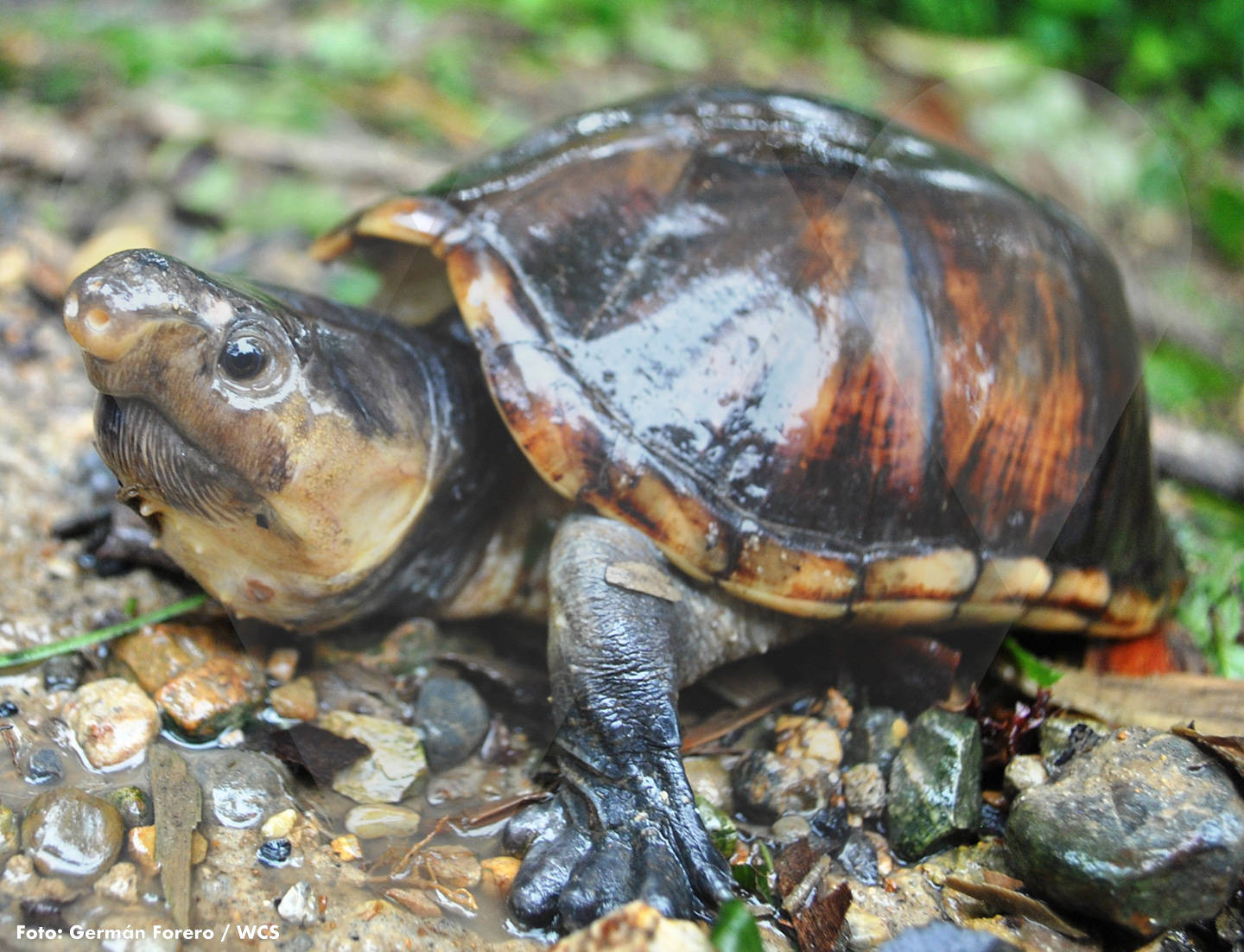 Mud Turtle With Shiny Gray Skin Background