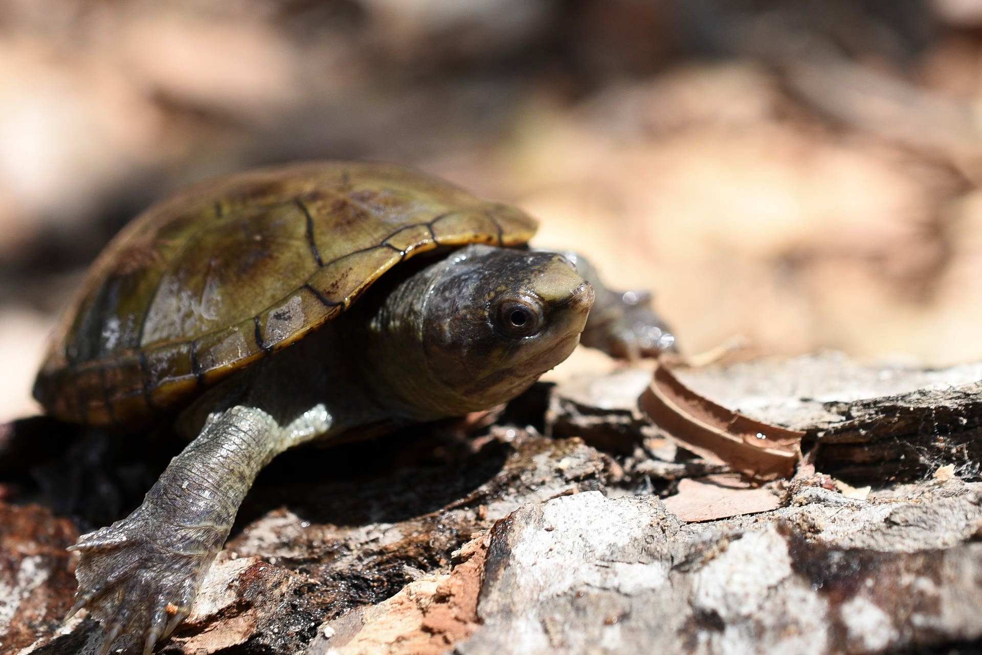 Mud Turtle With Webbed Feet Background