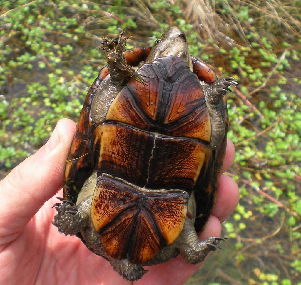 Mud Turtle With Yellowish-brown Underbelly Background