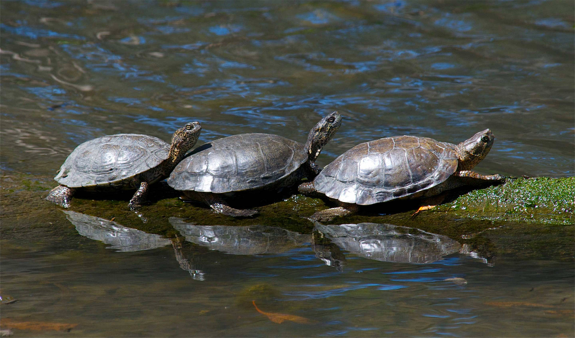 Mud Turtles Basking On A Log Background