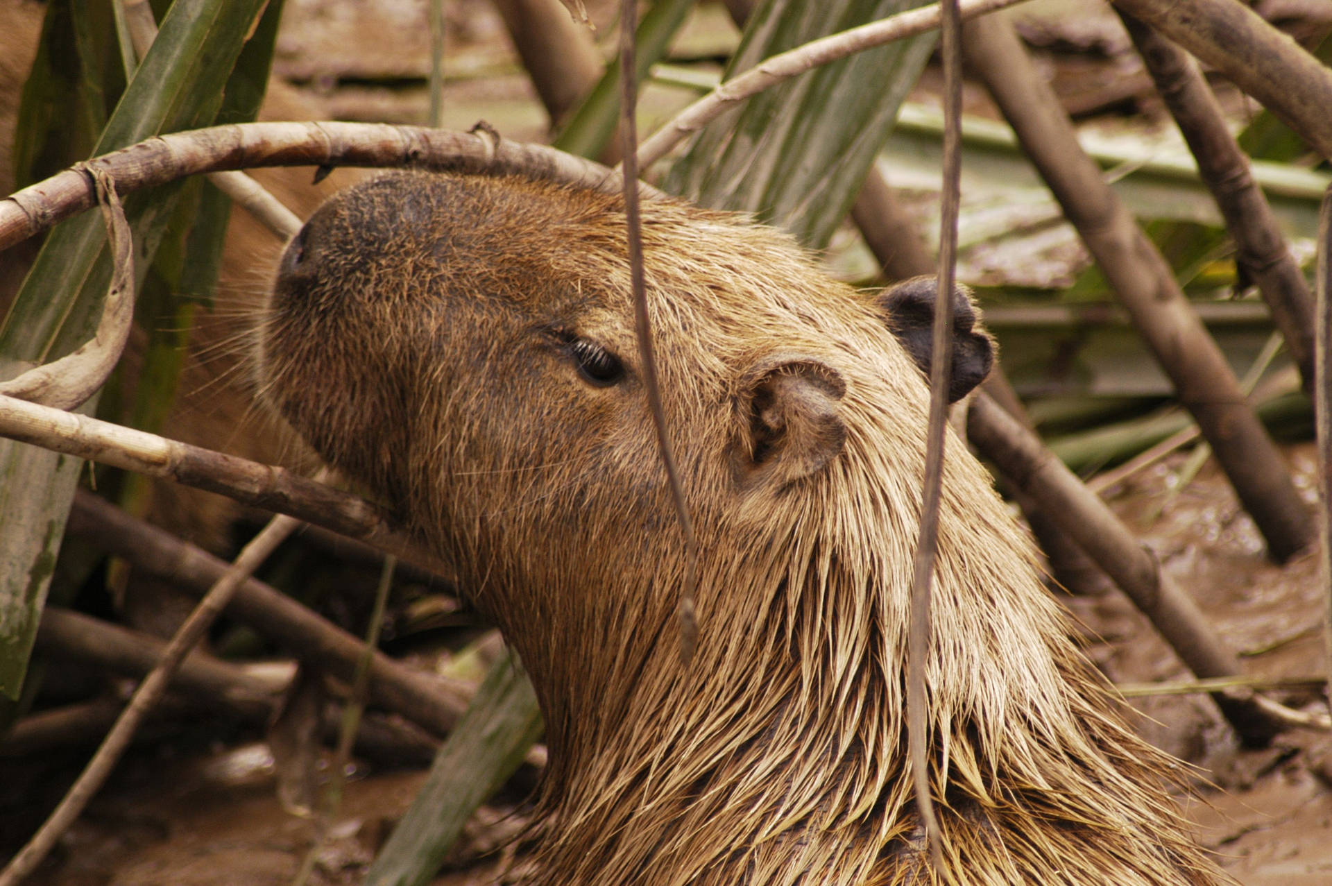 Muddy Capybara With Branches Background