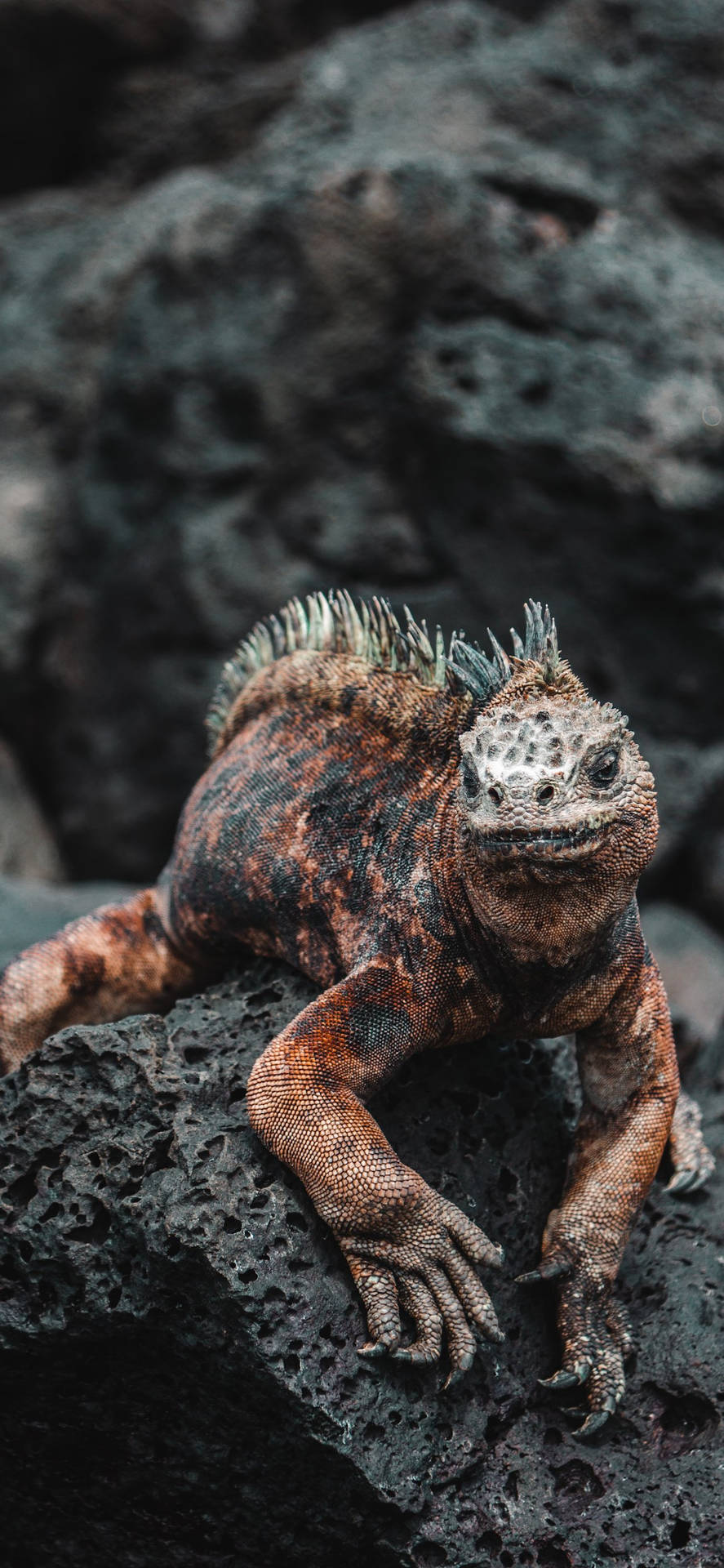 Muddy Marine Green Iguana