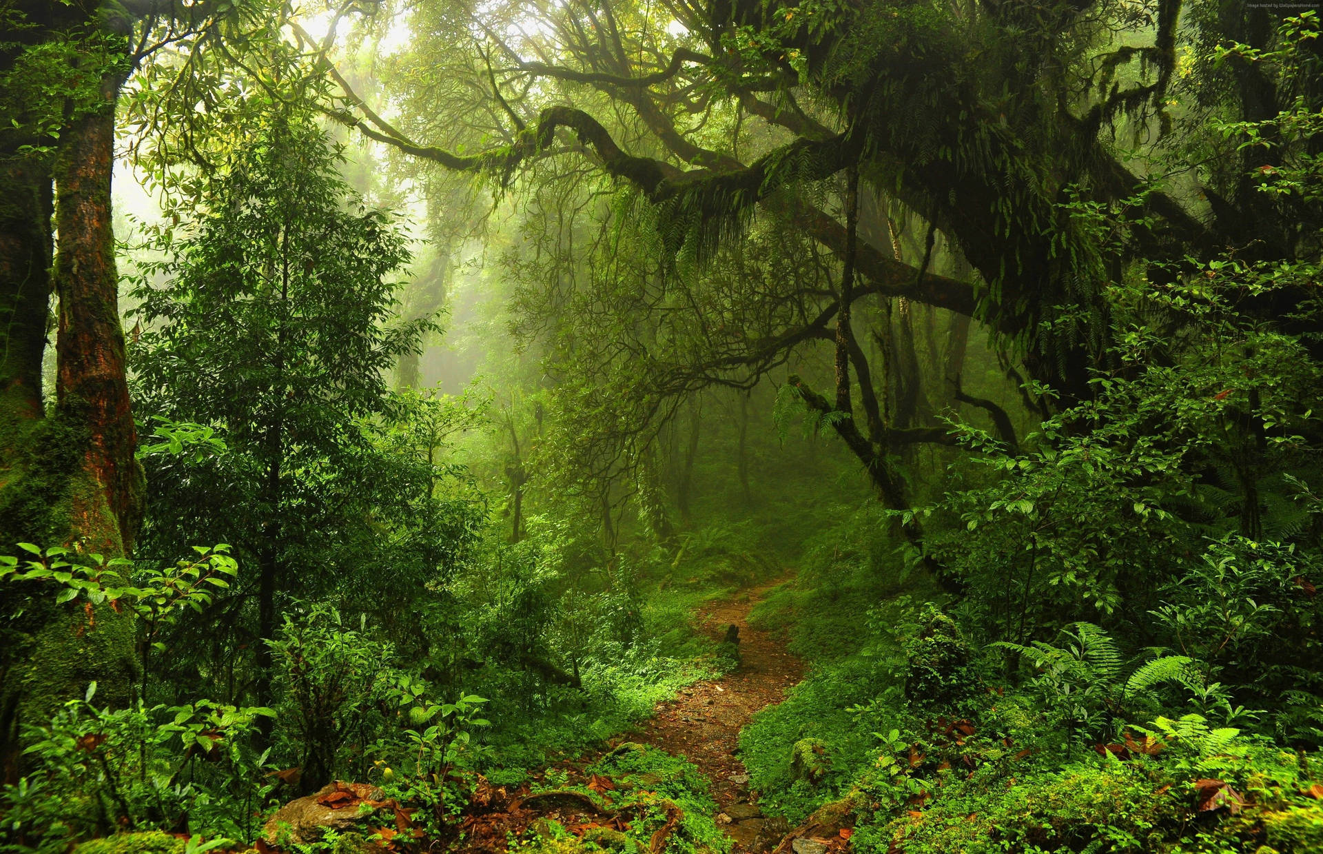 Muddy Trail Forest Background Background