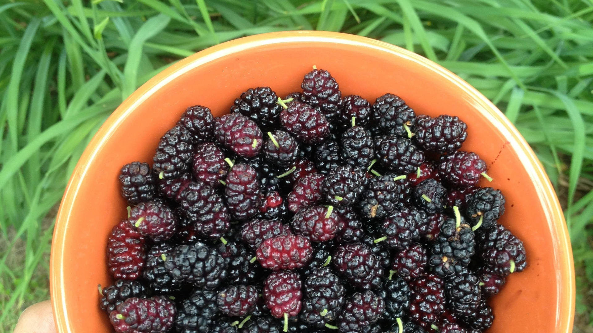 Mulberry Fruits In A Bowl