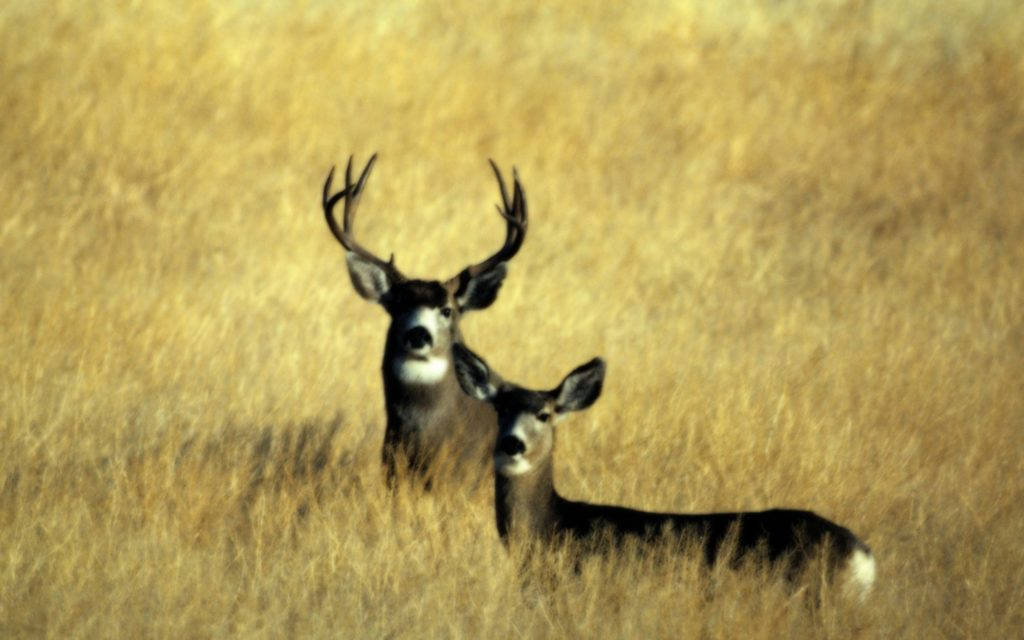 Mule Deer Hunting Background