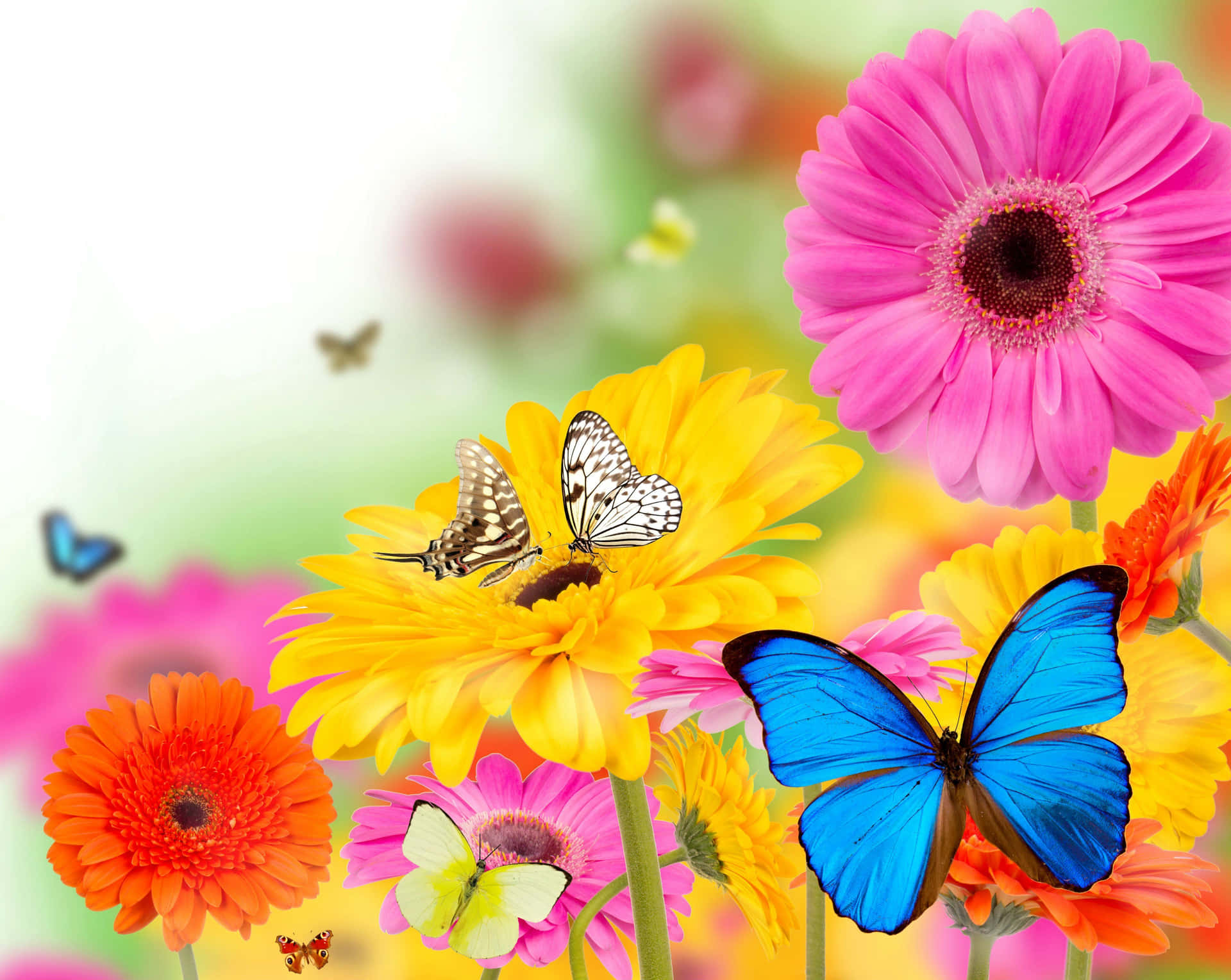 Multi Color Flowers And Butterflies Background