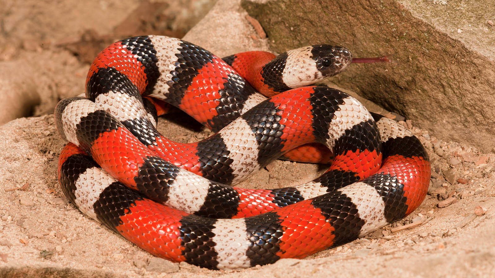 Multi-colored Coral Snake On Soil