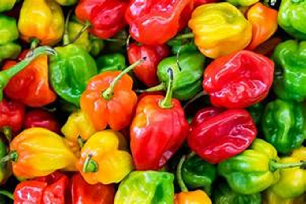 Multi-colored Exocarps Bell Pepper Fruits