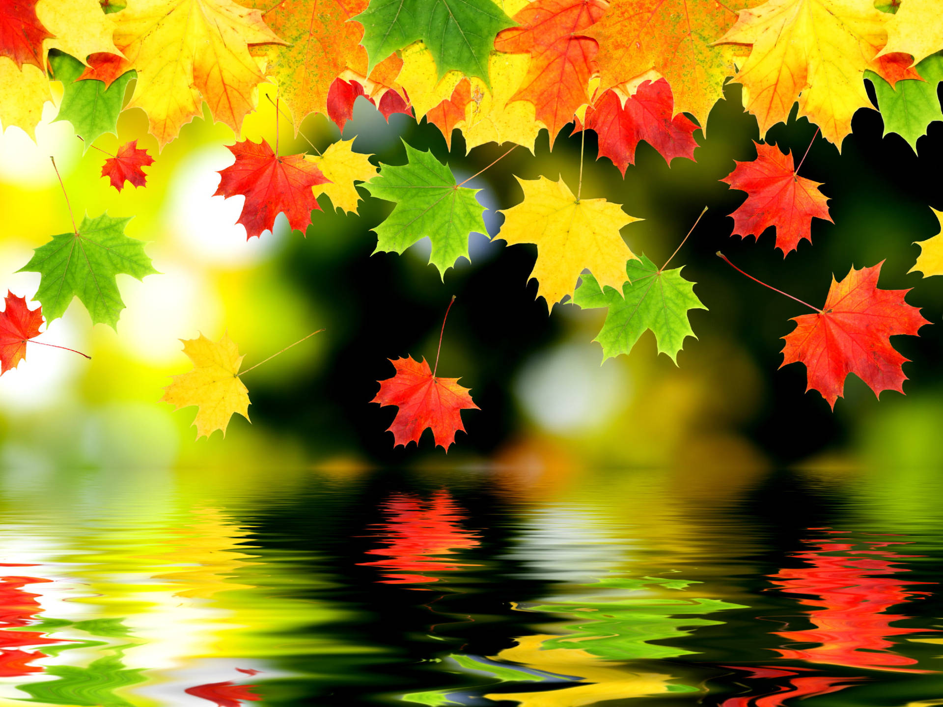 Multi-colored Maples Leaves Background