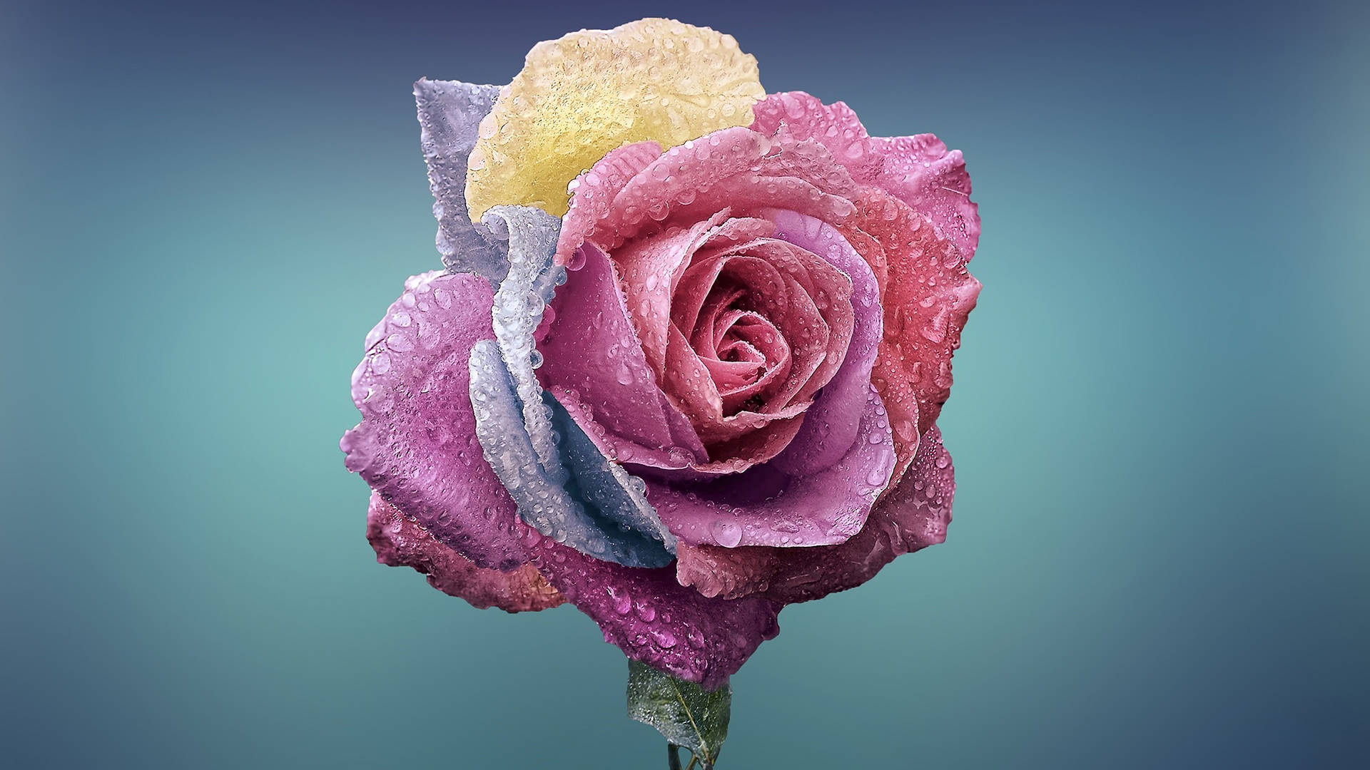 Multi-colored Rose Full Screen 4k Flowers Background