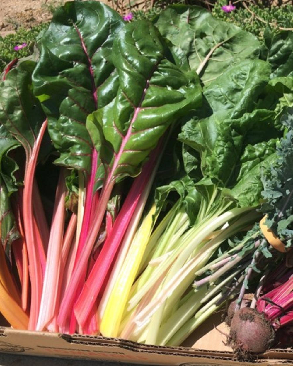 Multi Colored Swiss Chard Vegetable On A Box Background