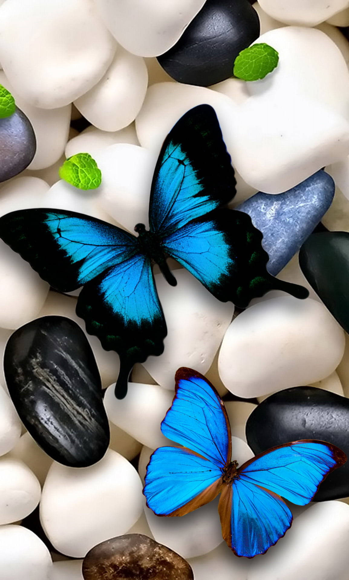 Multicolor Butterflies In Nature Background