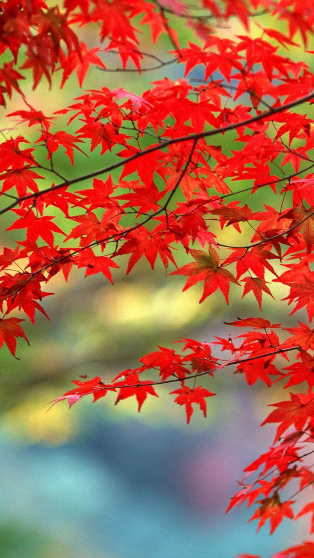 Multicolor Fall Leaves Background