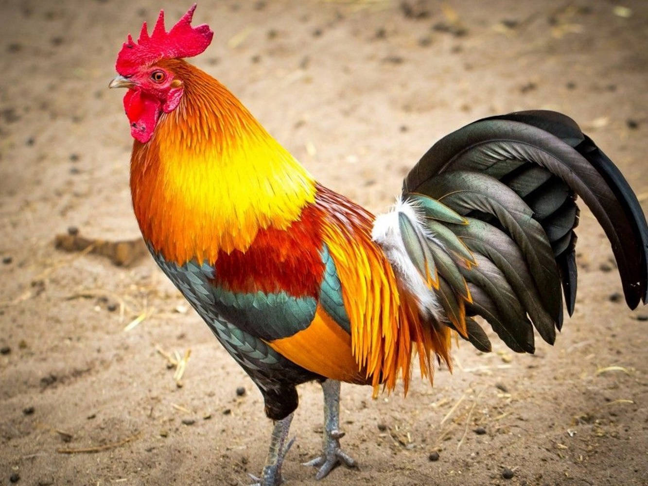 Multicolor Feather Rooster In Sand