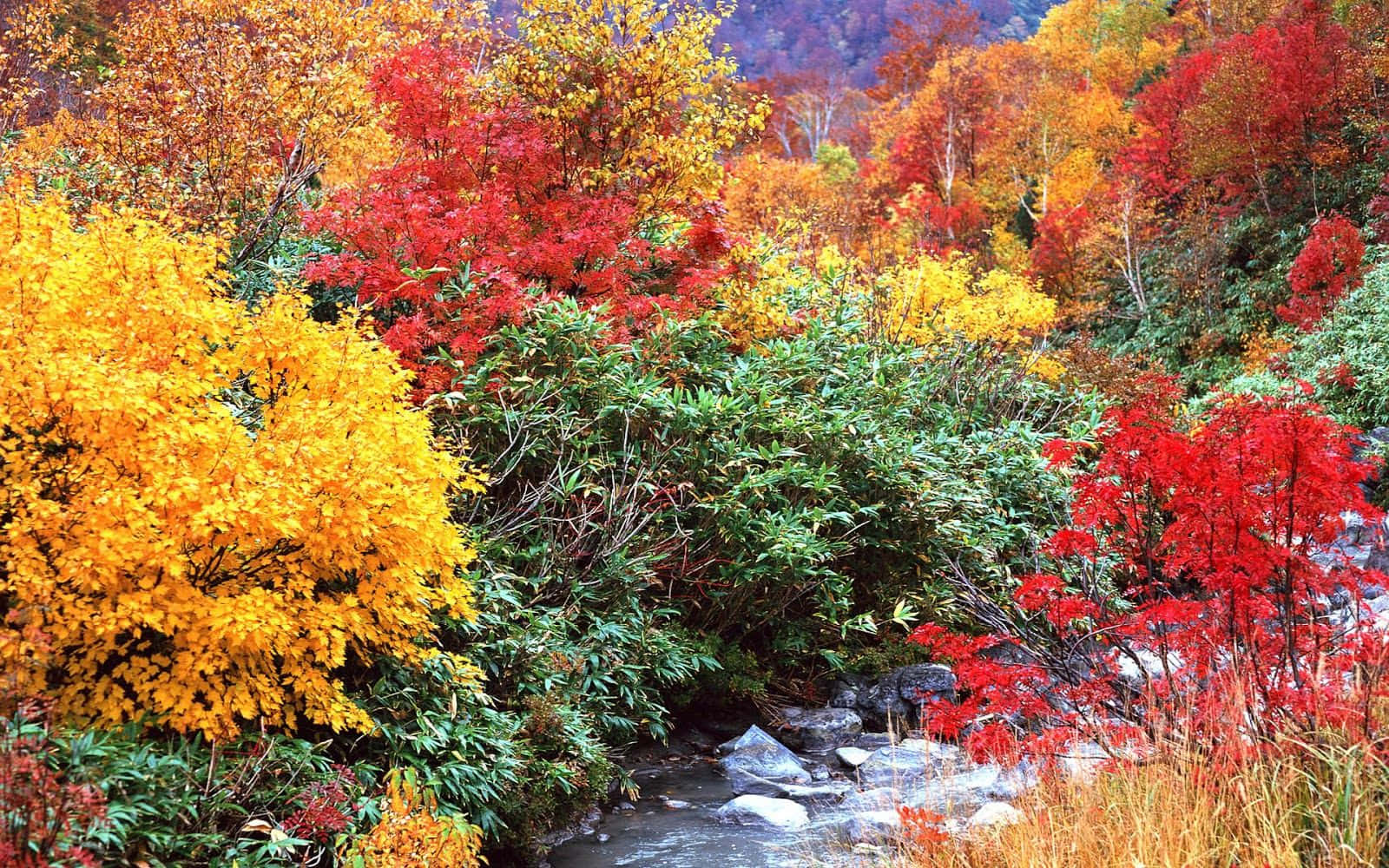 Multicolored Autumn Forest Trees With River Background