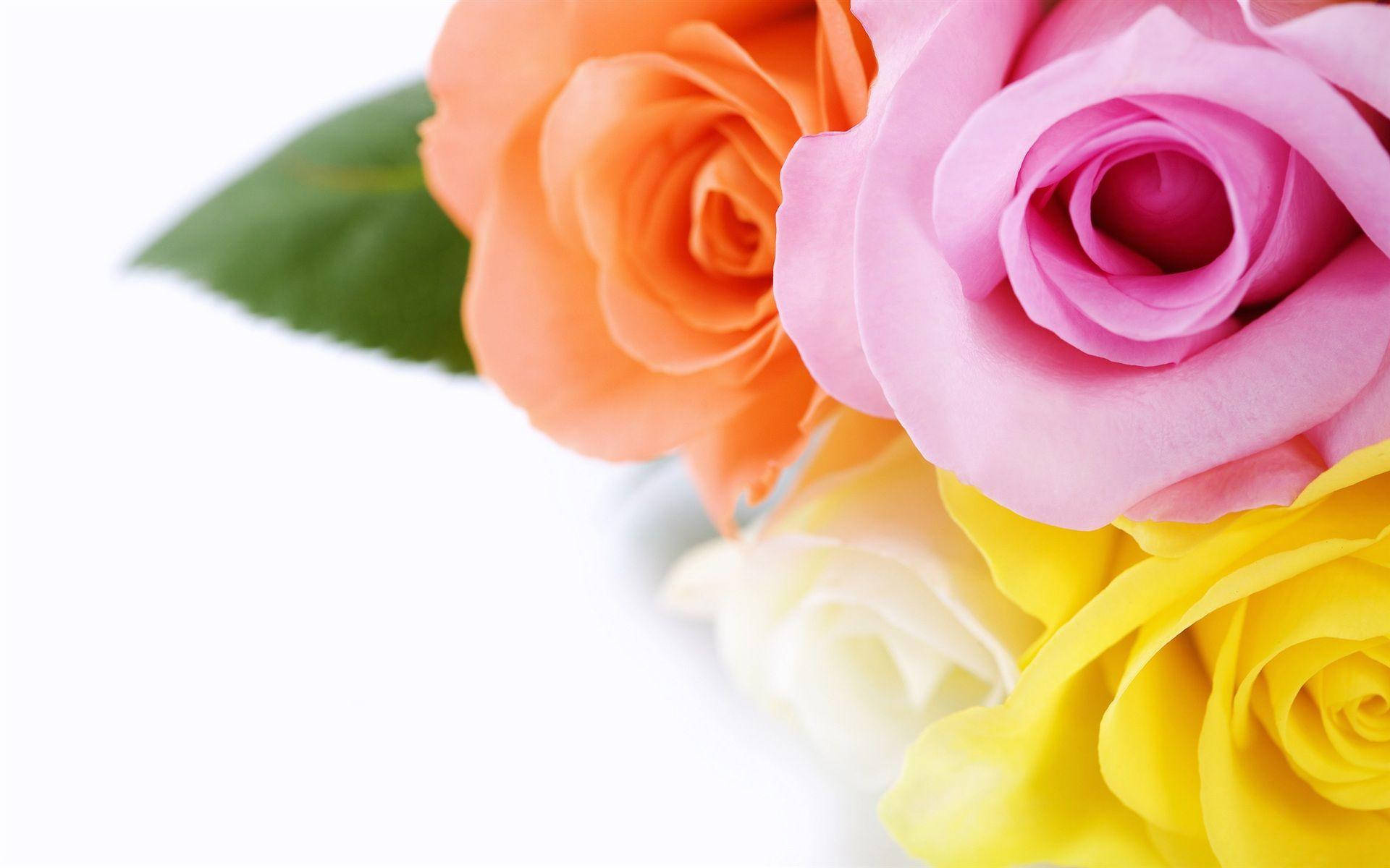 Multicolored Beautiful Rose Hd Background