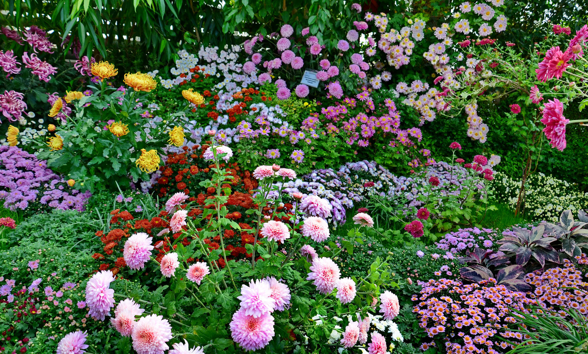 Multicolored Flower Garden Background