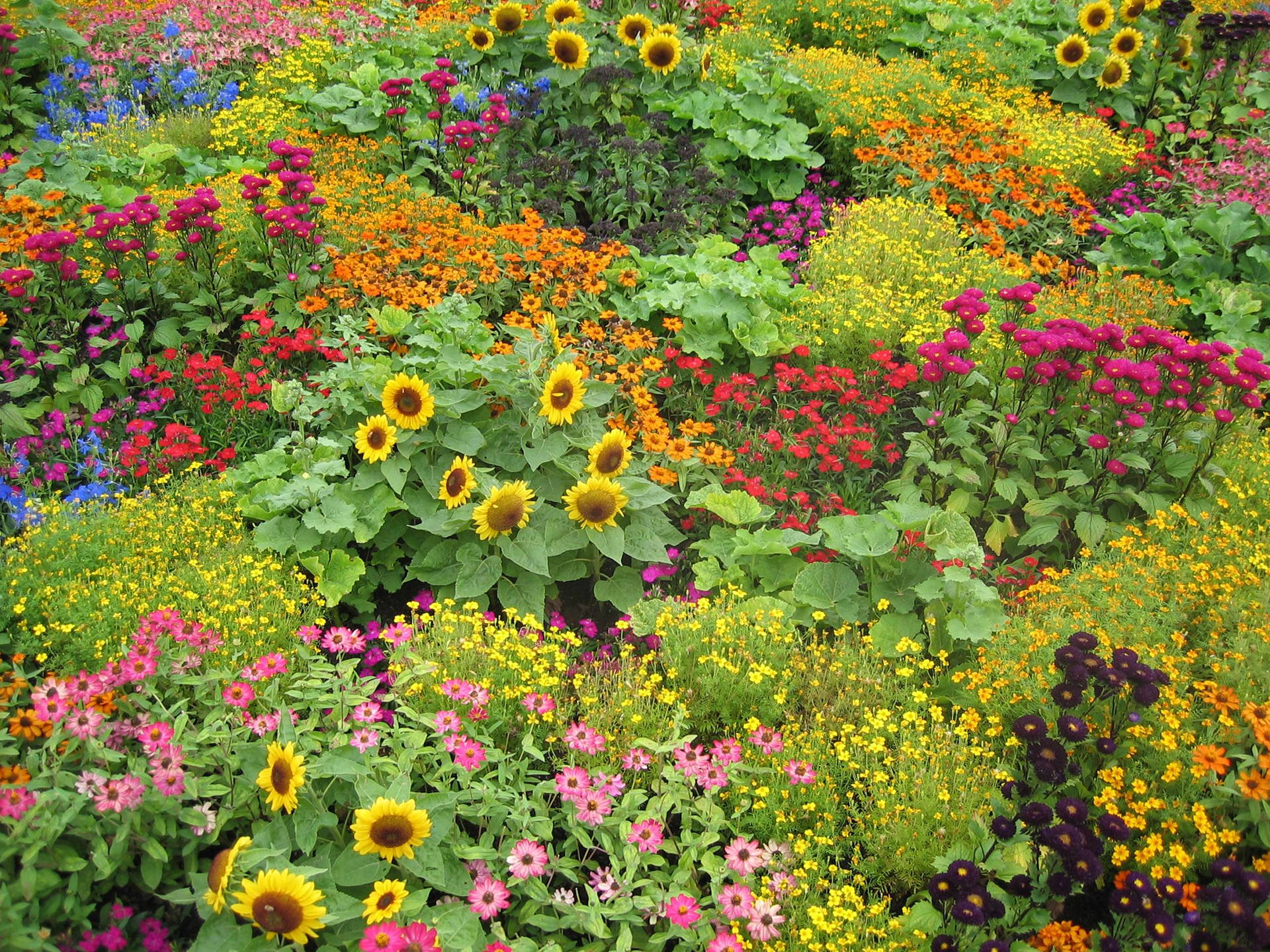Multicolored Flower Garden With Sunflowers Background