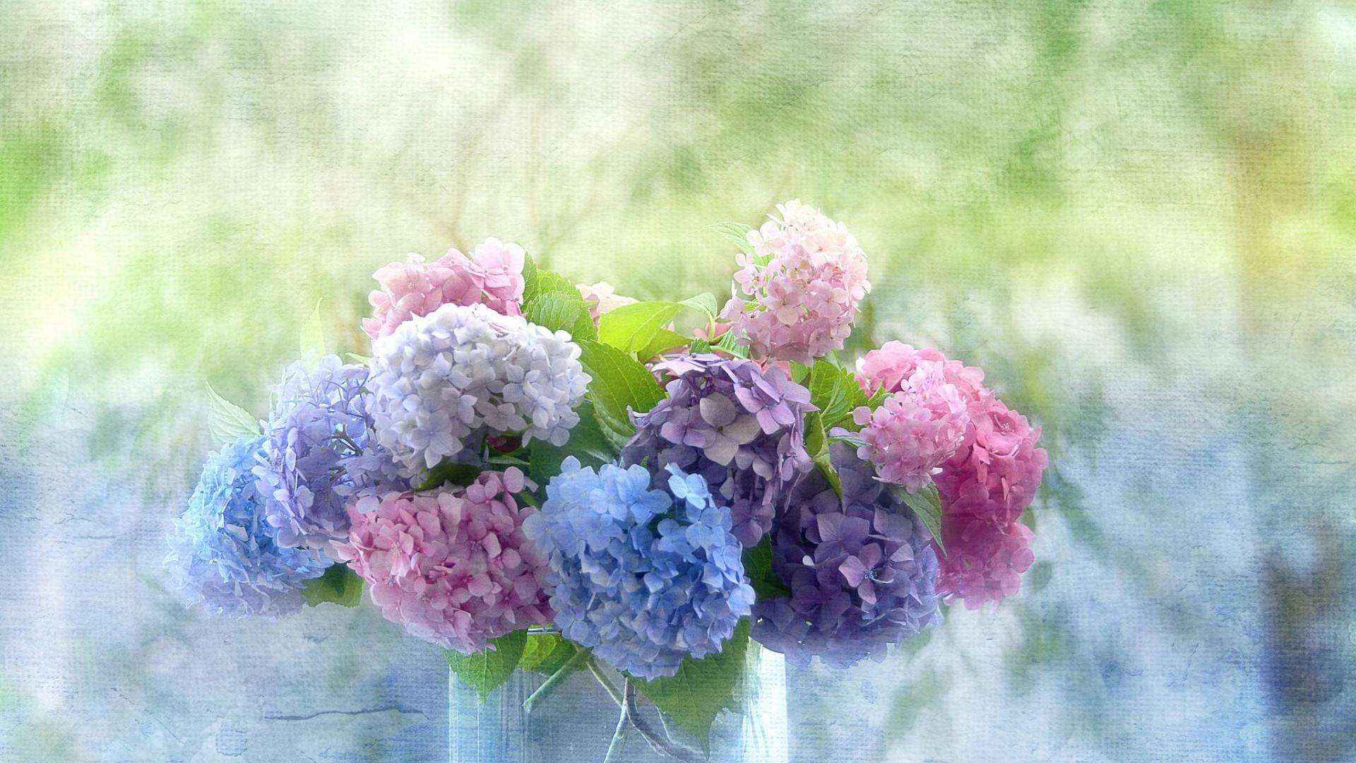 Multicolored Hydrangea Flowers Background