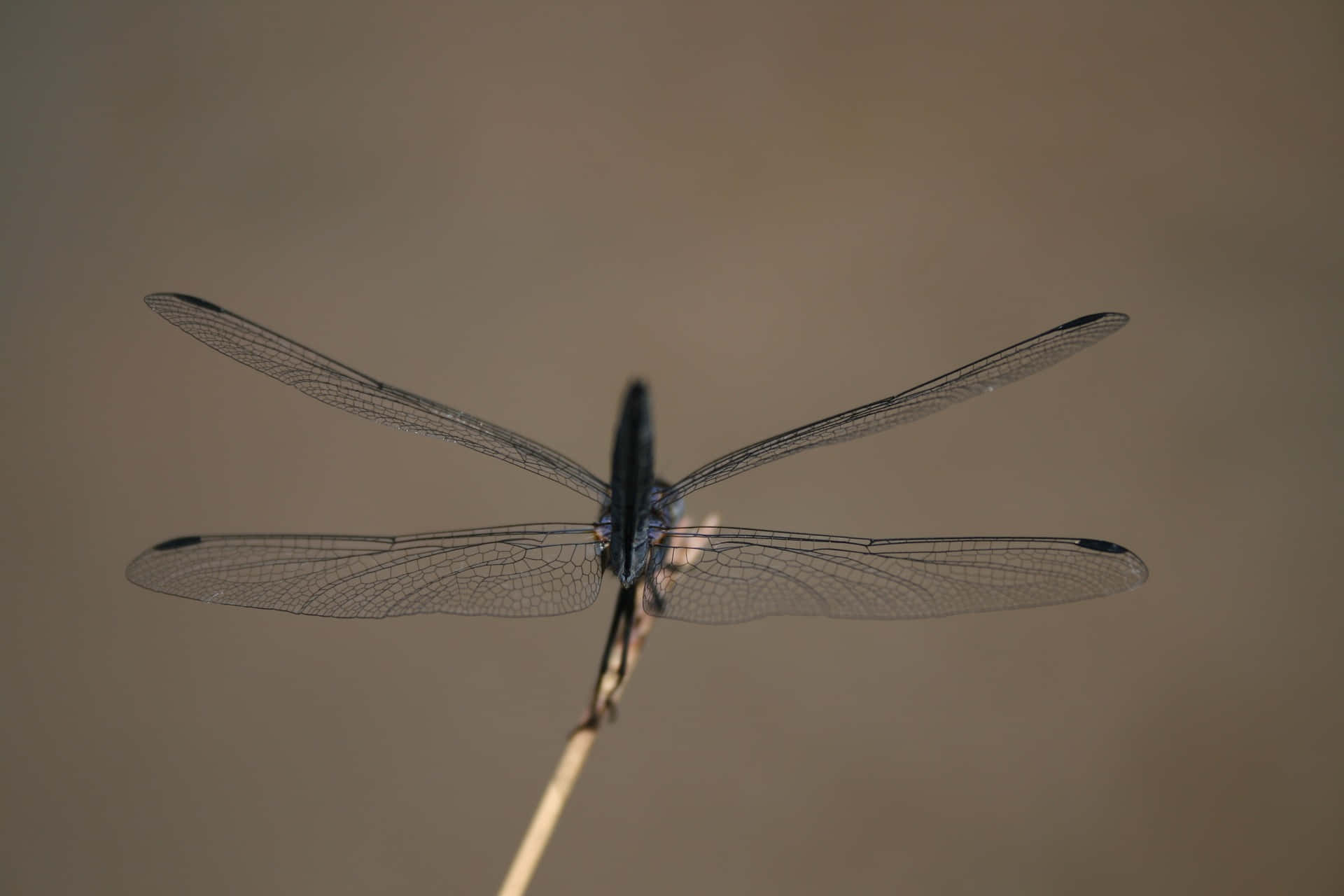 Multifaceted Wings Of A Dragonfly Background