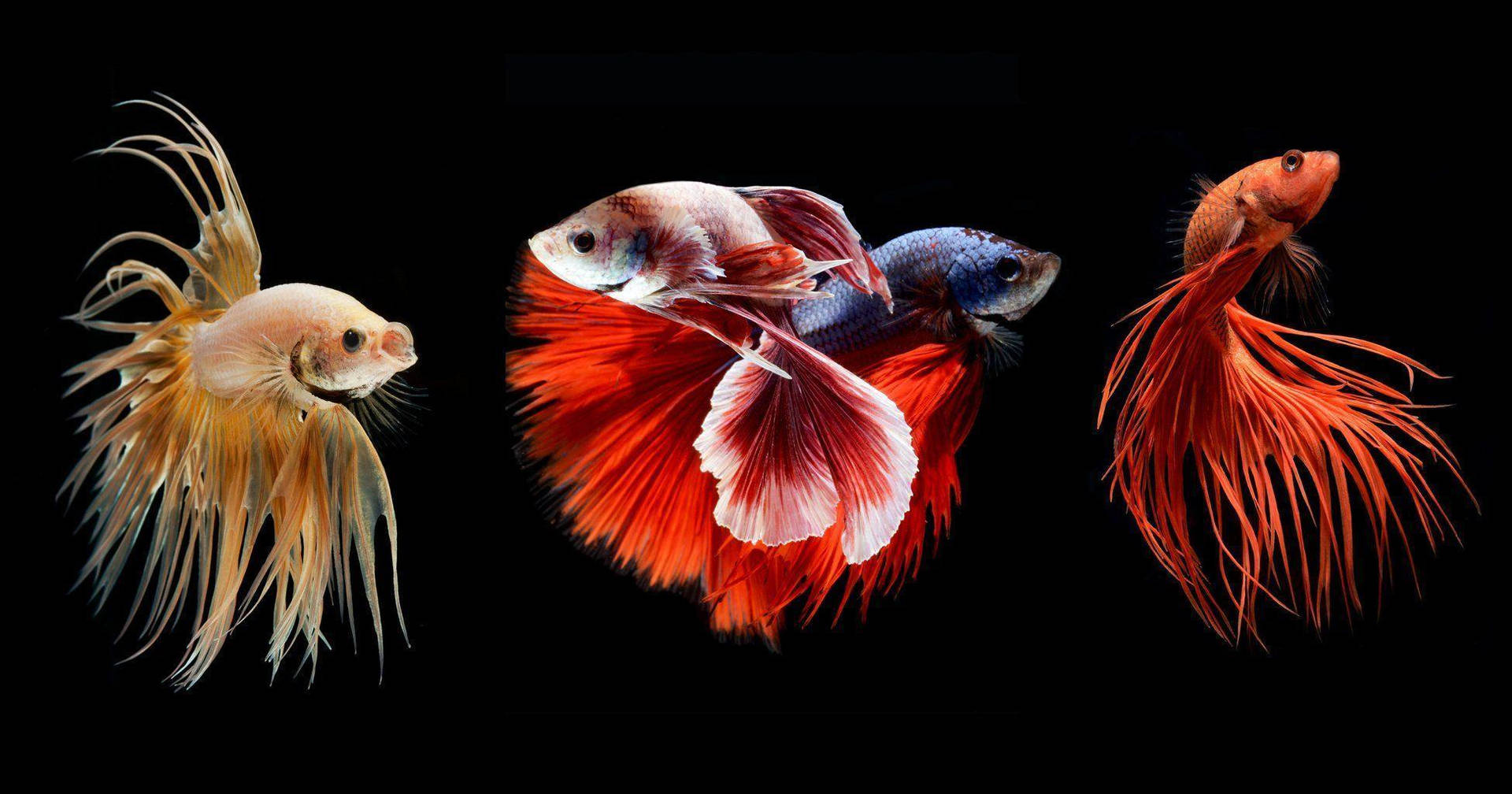 Multiple Betta Fish