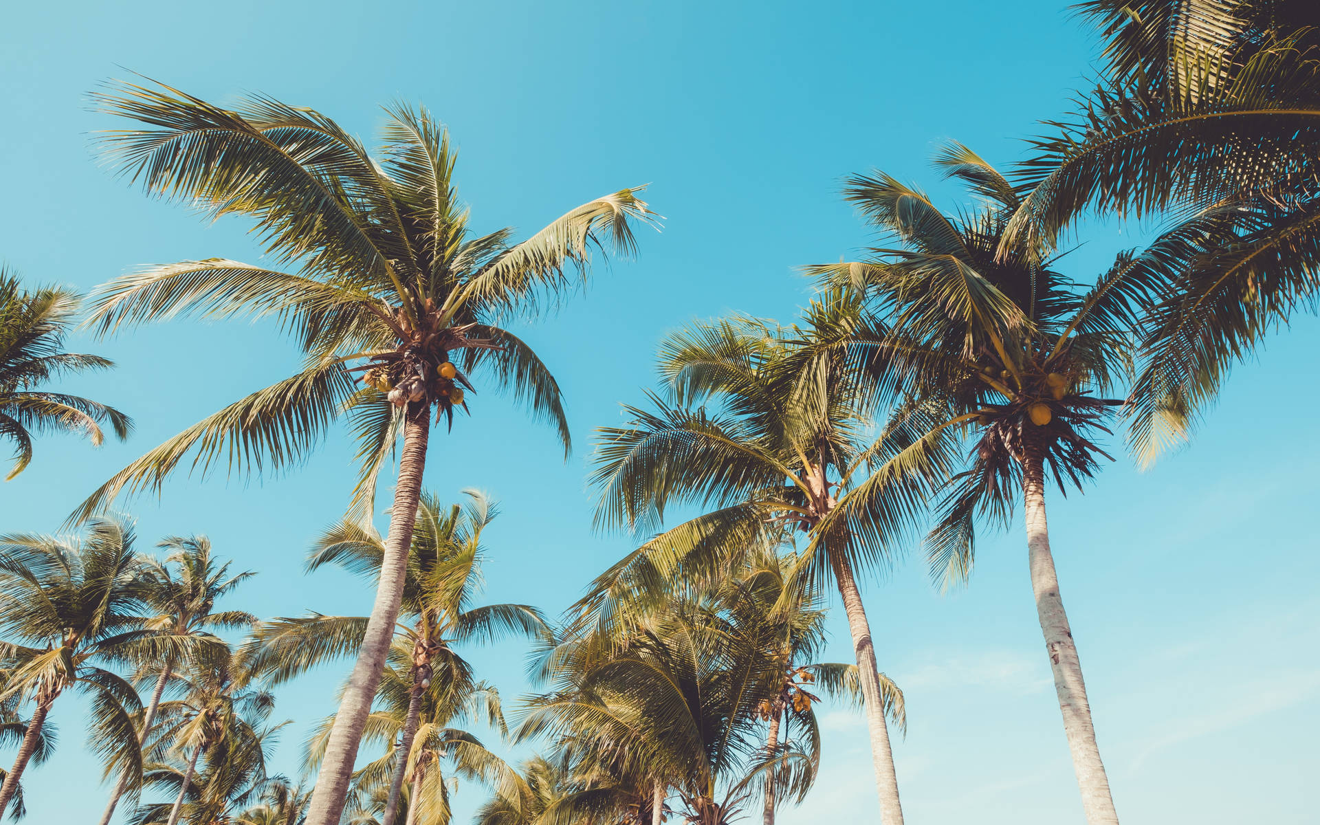 Multiple Coconut Trees Against Clear Blue Sky Background