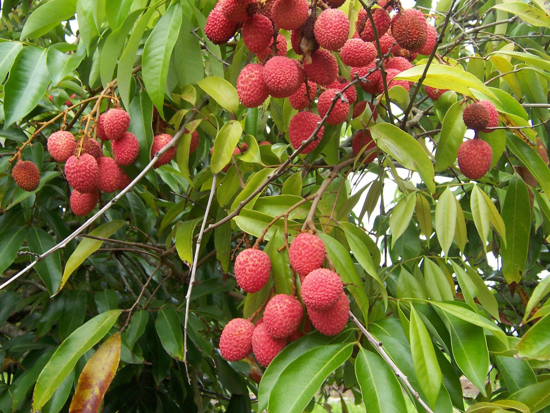 Multiple Litchis On Tree Background