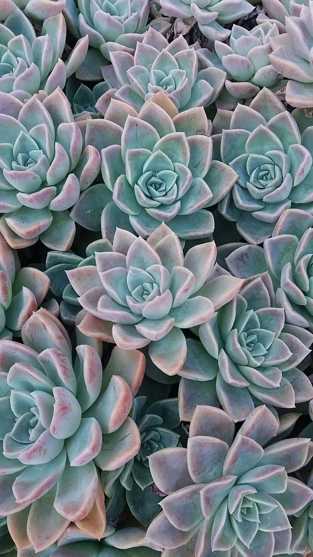 Multiple Succulent Iphone Plants Background