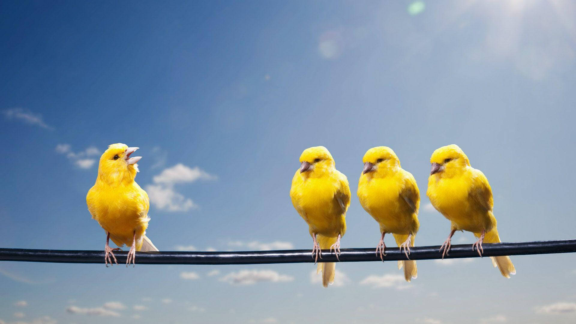 Multiple Yellow Canary Birds Together Background