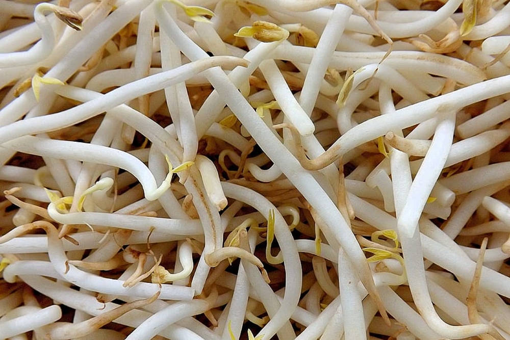 Mung Bean Sprouts Nutritious Vegetable Background