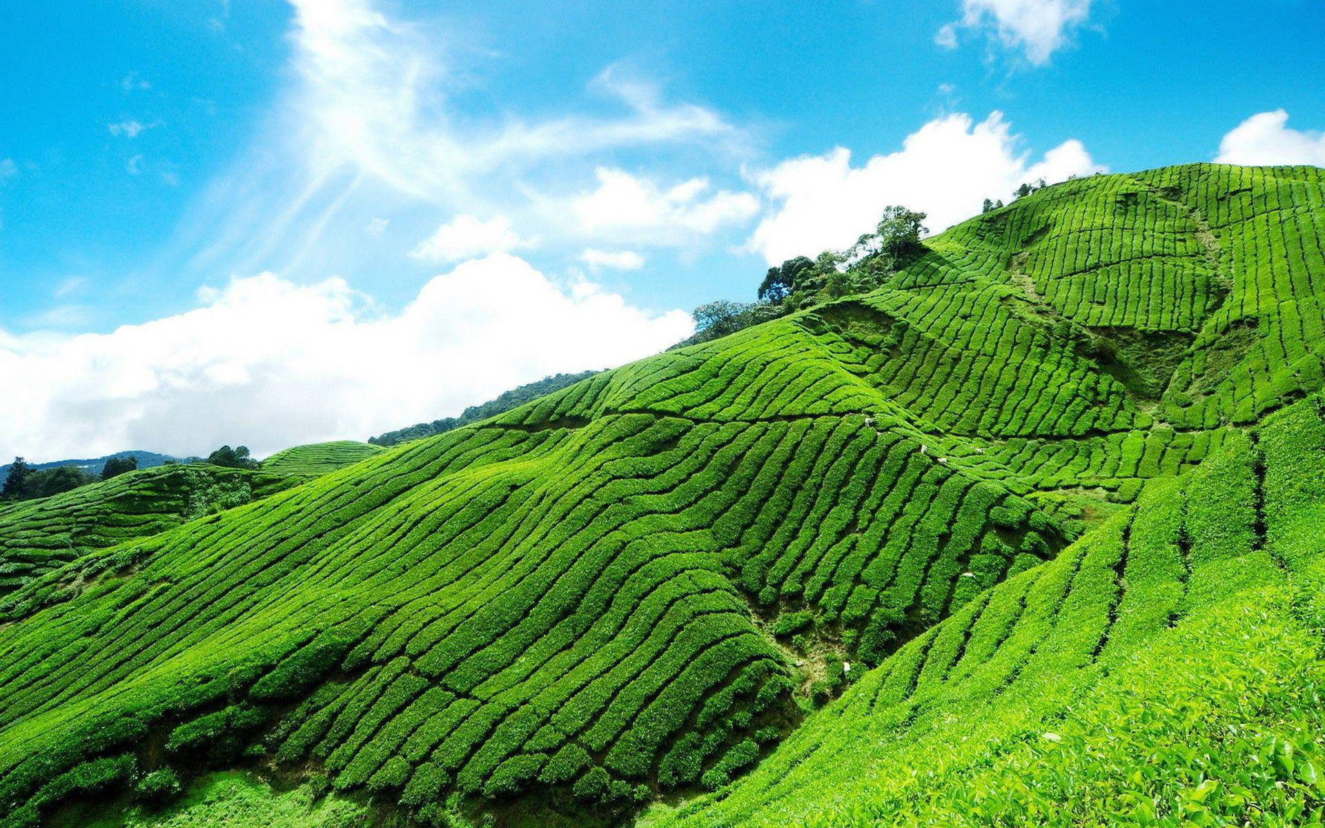 Munnar Emerald Tea Garden Background