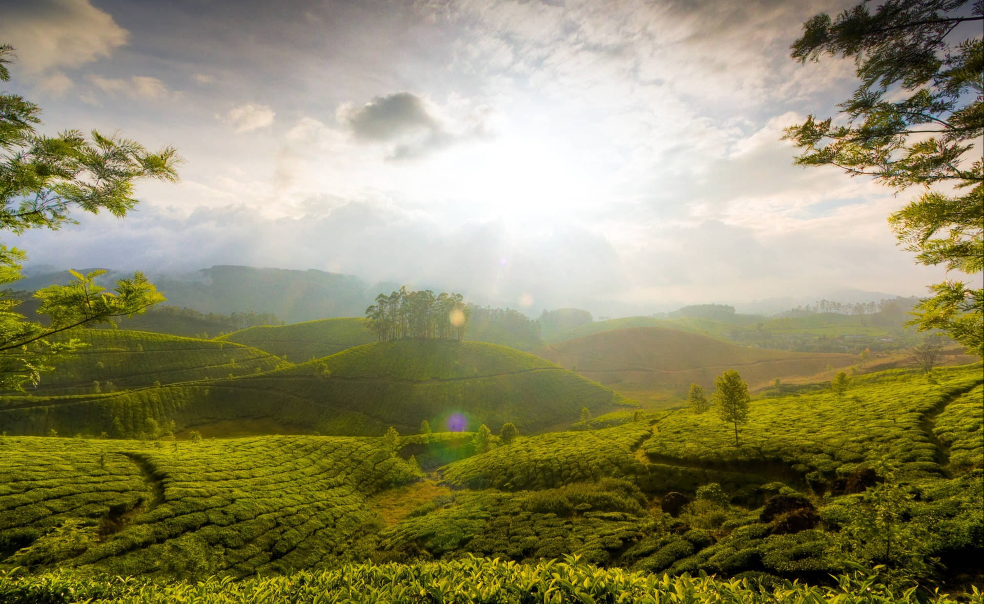 Munnar Tea Garden Sunrise Background