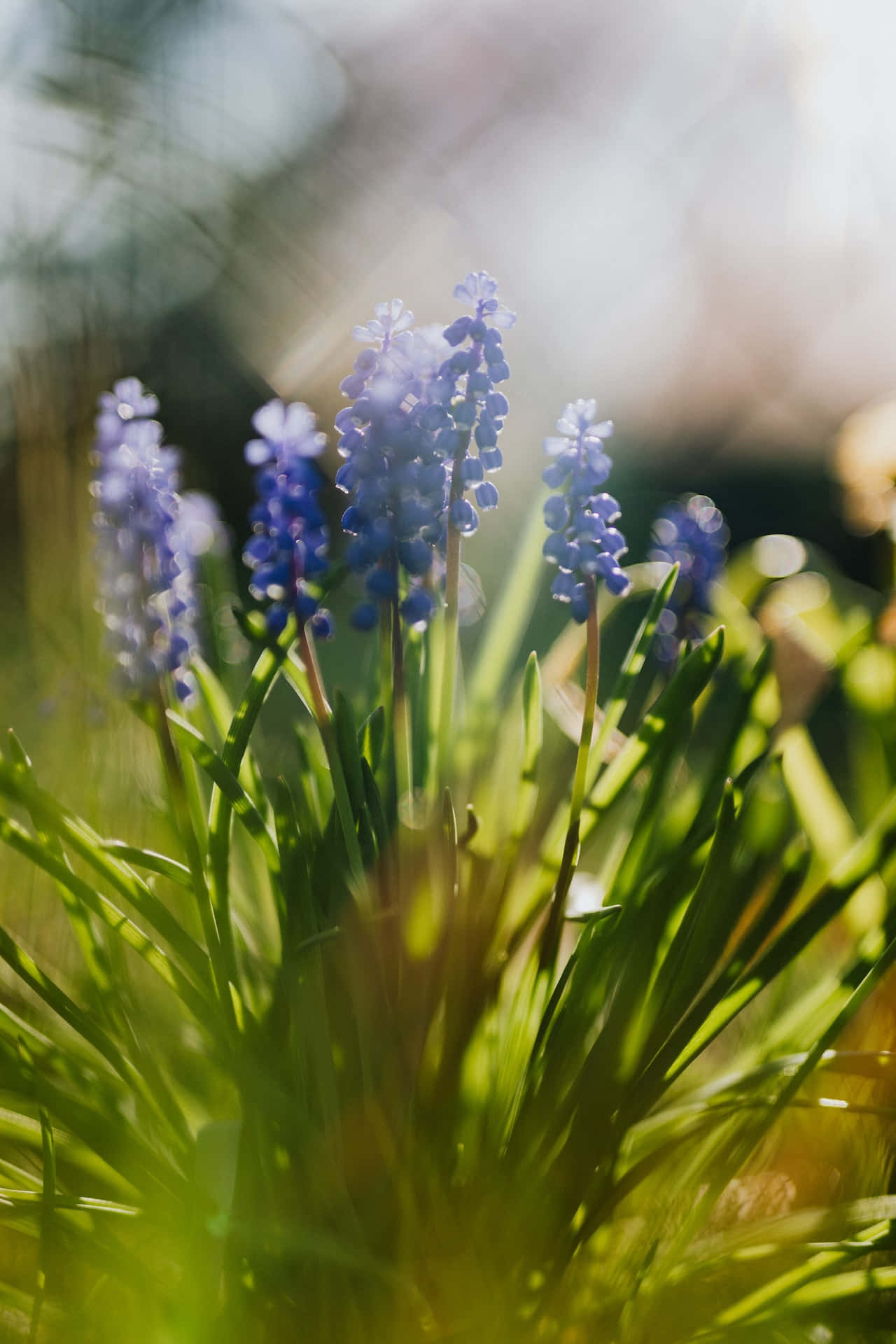 Muscari Blue Flowers Phone Background