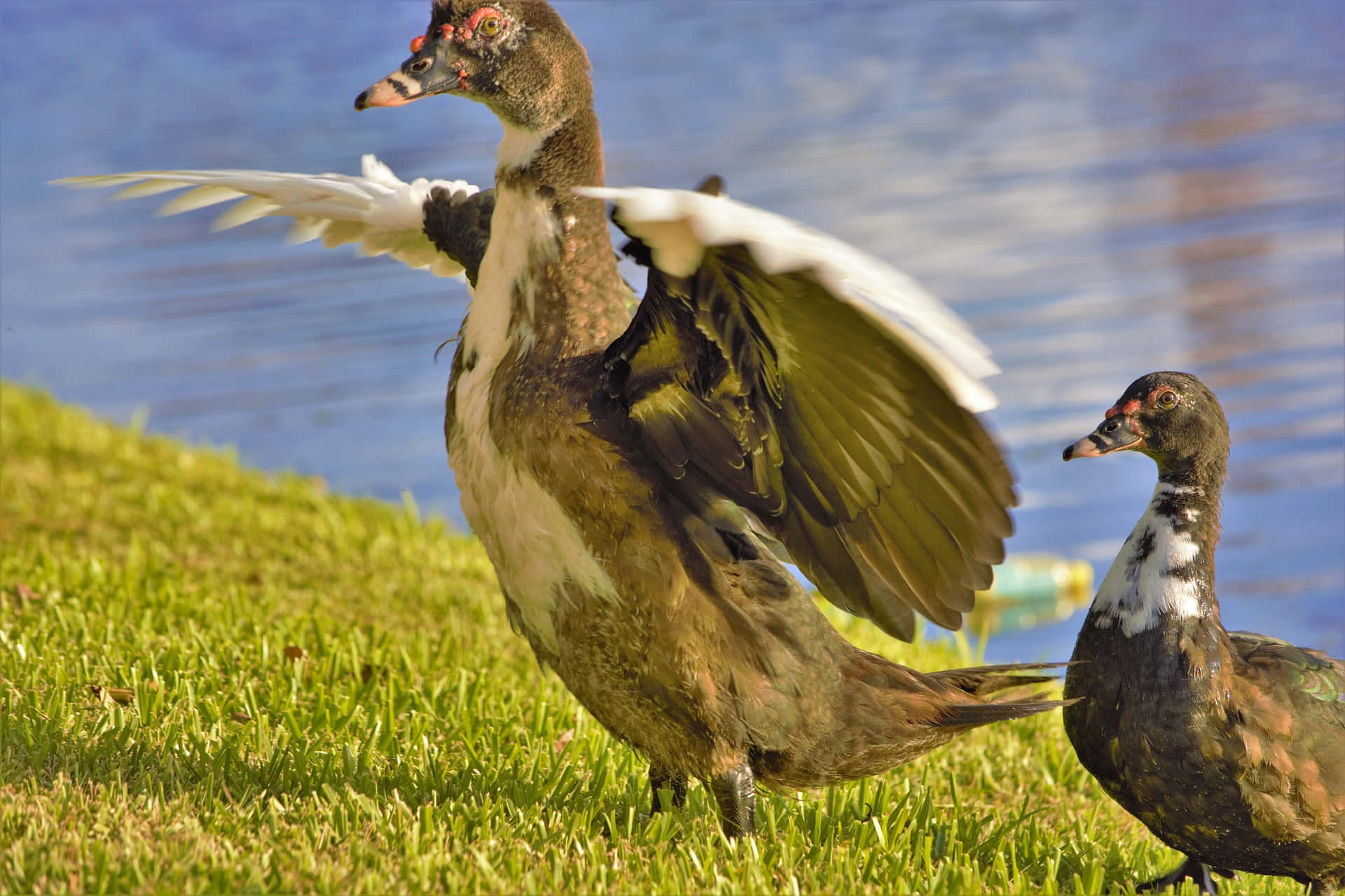 Muscovy Duck Mother Bird Background