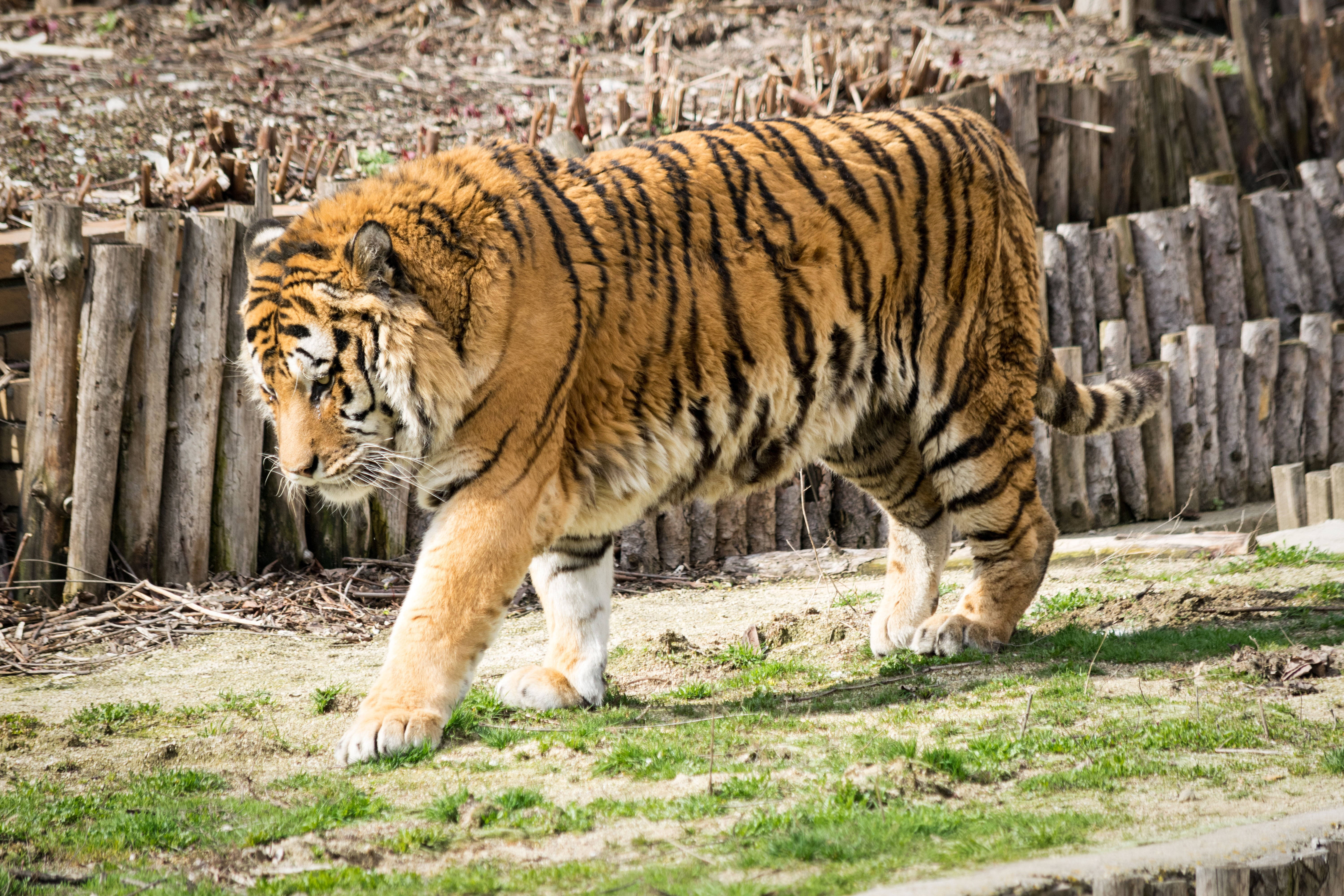 Muscular Animal 8k Tiger Uhd