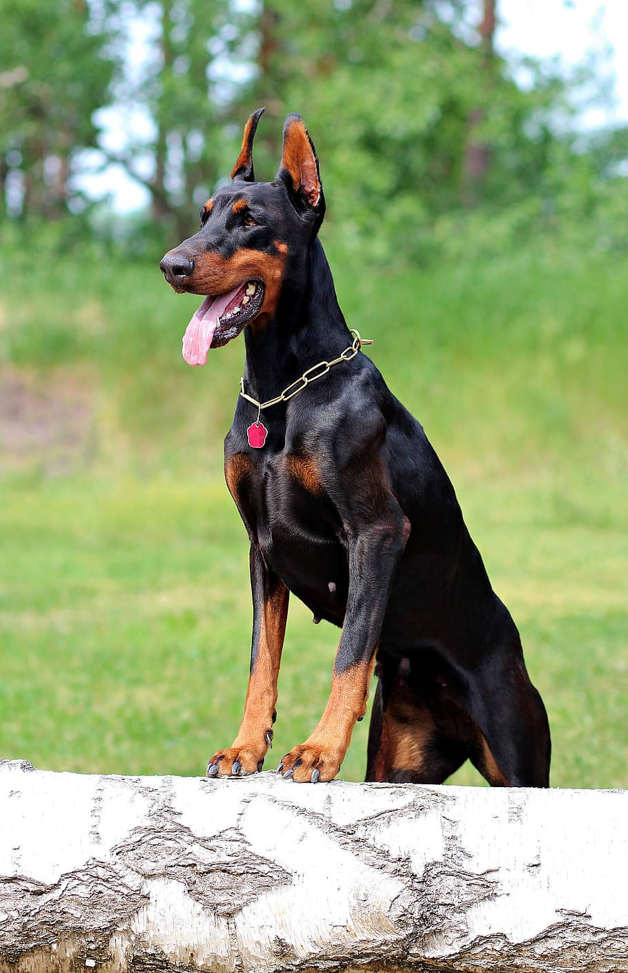 Muscular Black And Rust Doberman Pinscher Background