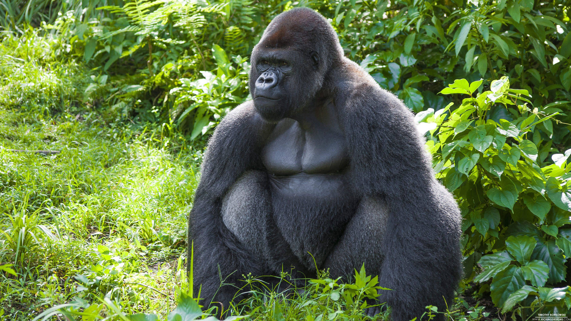 Muscular Black Gorilla Background