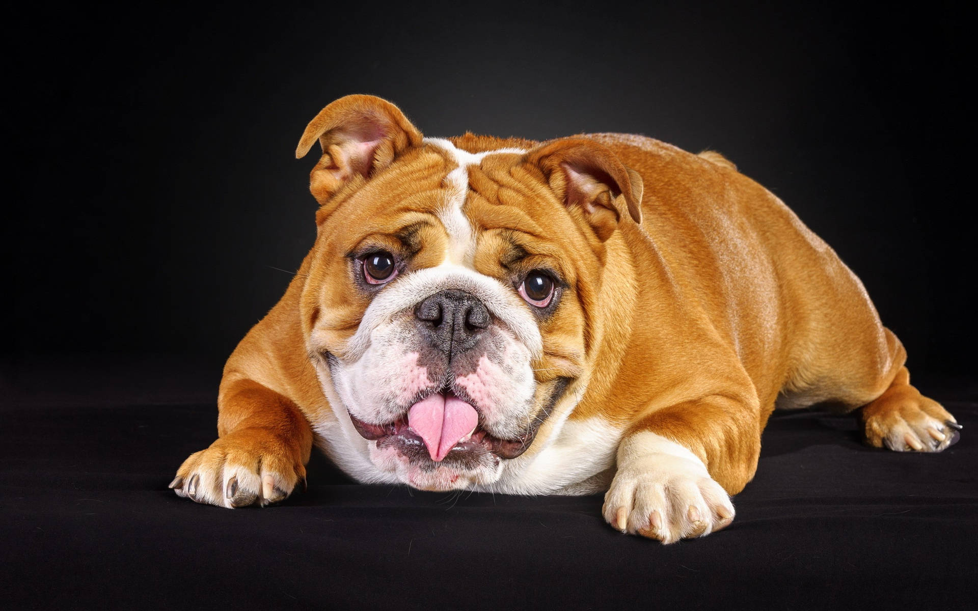 Muscular English Bulldog Background